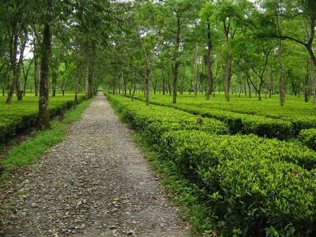 Tea Estates